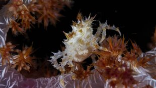 Spiked Crab in the Solomon Islands