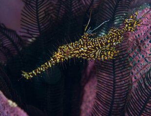 Black & Yellow Seahorse