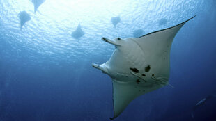 Manta Ray