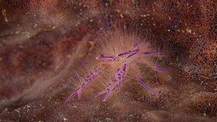 Hair Crab in the Solomon Islands