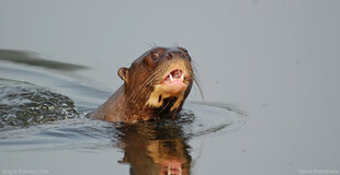 amazon-giant-river-otter-csteve-frankham-aqua-firma.jpg