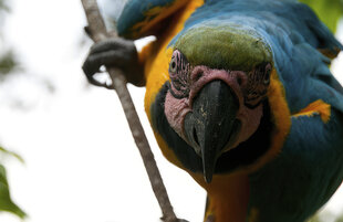 Yellow and Blue Macaw of Peru