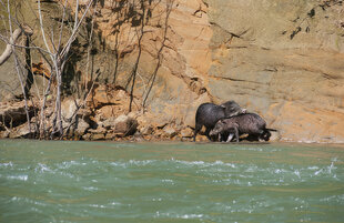 Wild Pigs of Peru
