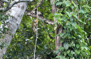 Spider Monkey in Peruvian Amazon