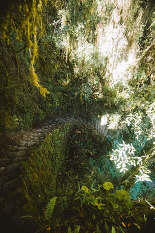 Inca Trek - Andes Forest