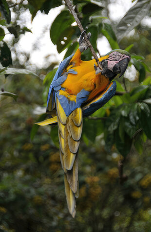 Blue & Yellow Macaw