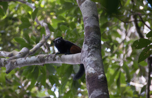 Red Mantled Tamarin of the Peruvian Amazon