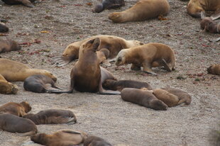 Peninsula-Valdes-Sealions-on-beach-Charlotte-Caffrey.JPG
