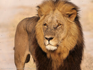 Apex male lion in the Eastern Okavango River Delta