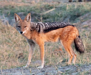 Black-backed Jackal in Chobe National Park