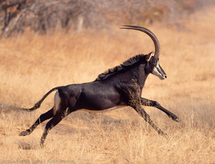 Sable Antelope in the Chobe National