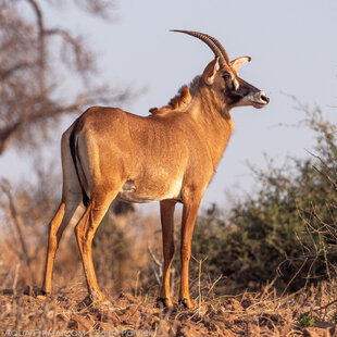 Roan Antelope in Chobe NP