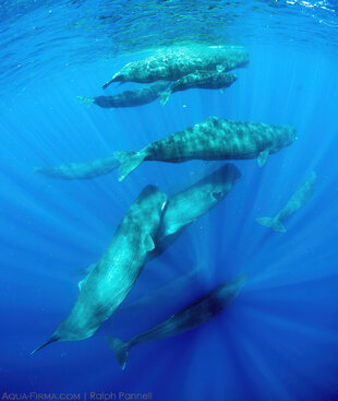 Pod of Sperm Whales Dominica (c) Ralph Pannell