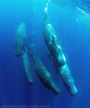 Sperm Whales Descending (c) Ralph Pannell
