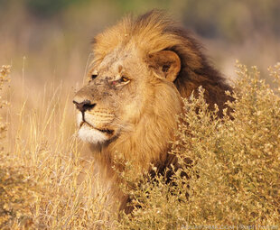 Male Lion Okavango Delta Botswana