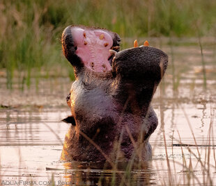 Hippoptamus yawn Moremi Game Reserve, Okavango