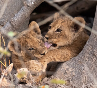 Lion Cubs in the eastern Okavango Delta, Botswana