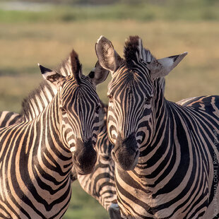 Plains or Burchells Zebras in Chobe National Park