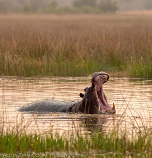 Hippoptamus in the Moremi Reserve