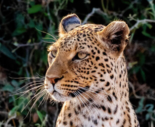 Leopard in Portrait, Chobe National Park