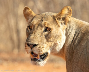Lioness after an unsuccessful hunt in Chobe National Park