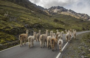 Peru-Lares-Trek-Upper-Sacred-Valley-Cusco-Machu-Picchu-Inca-llamas.jpeg