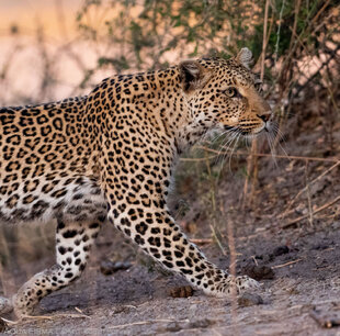 Leopard prowling in Chobe NP, Botswana