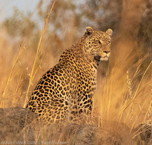 Leopard in Savuti, Chobe National Park, Botswana
