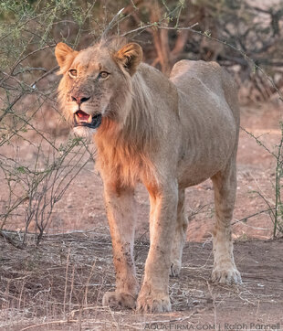 Adolescent male lion in Botswana's Chobe National PArk