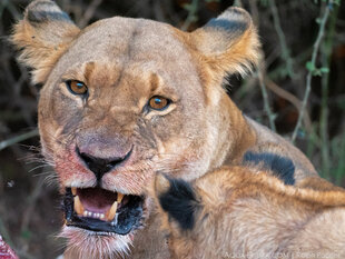 Feisty Lioness at a kill in Chobe National Park