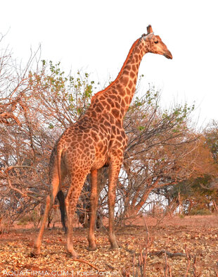 Giraffe early morning in northern Chobe National Park