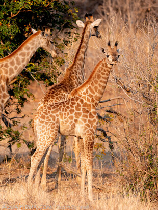 Giraffe calf in the Chobe National Park