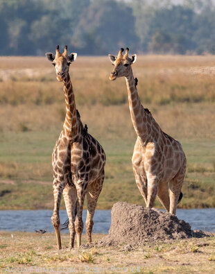 Giraffes on Botswana's border with Namibia