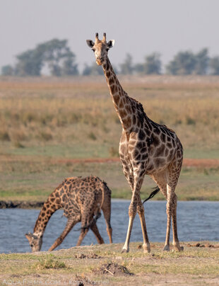 How a Giraffe Drinks - Chobe NP, Botswana