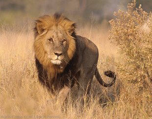 Male Lion at the savannah fringes of the Okavango