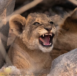 Lion cub in the Khwai Concession, Okavango