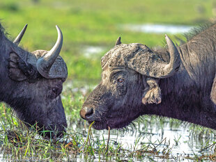 Buffalos grazing on an island in the Chobe River