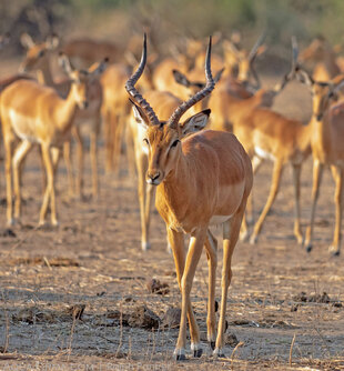 Male Impala Chobe National Park