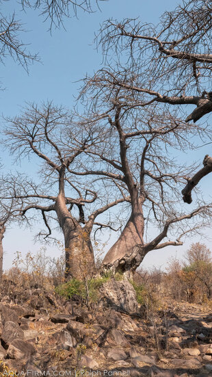 Baobabs of Savuti (Savute)