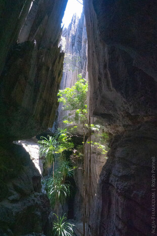 An Eden which Bemaraha Lemurs call home