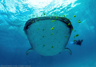 Dr Clare Prebble taking ID photo left side of whale shark