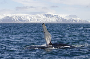 humpback-whale-watching-reykjavik-iceland-elding.jpg