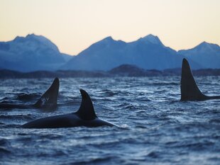 Orcas in Northern Norway