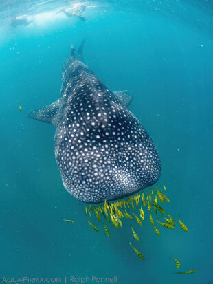 Whale Shark with a 'moustache' of Golden Trevally Fish