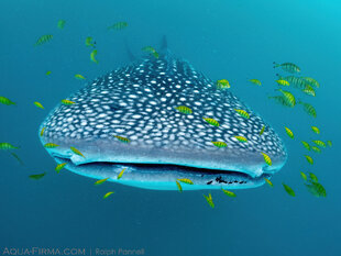 Whale Shark - Mafia Island