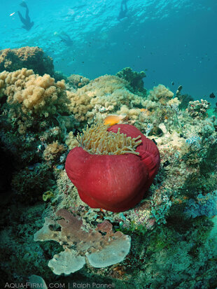 Snorkelling on some of East Africa's Healthiest Coral Reefs