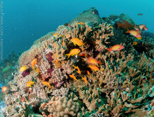 Colourful Coral Reefs & Fish at Mafia Island
