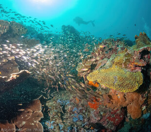 Scuba Diving in Chole Bay, Mafia Island