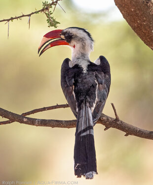 von der Deckens Hornbill