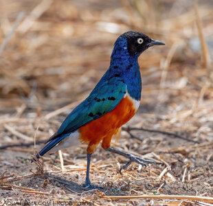 Superb Starling (Lamprotornis superbus)